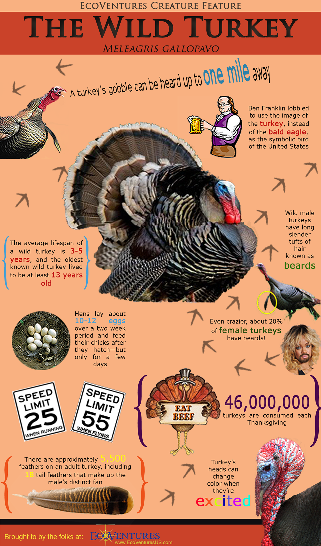 EcoVentures | Fun Facts About Wild Turkeys and Thanksgiving
